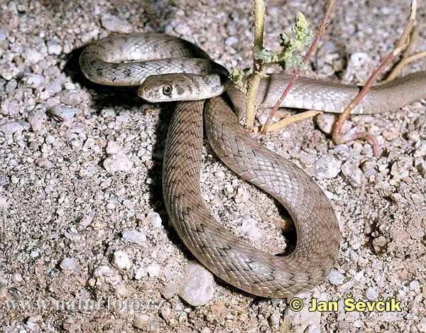 Platyceps rhodorhachis