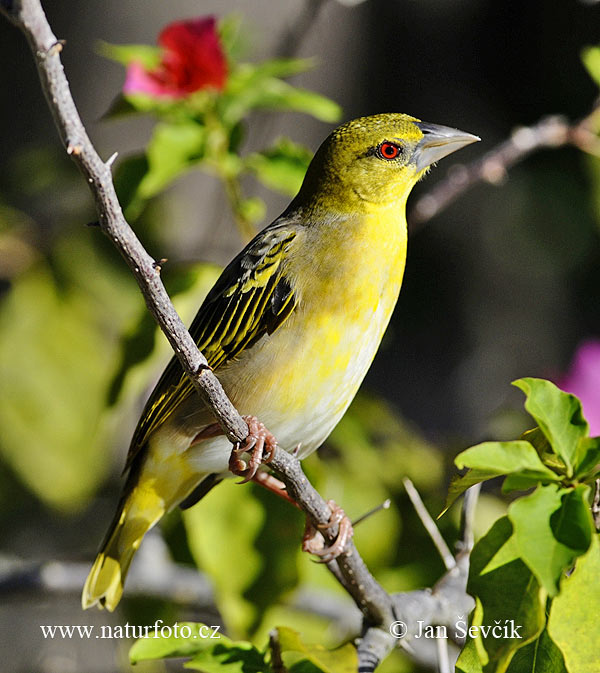 Ploceus cucullatus