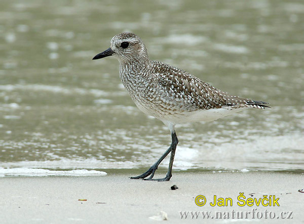 Pluvialis squatarola