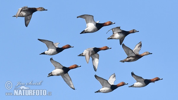 Pochard (Aythya ferina)