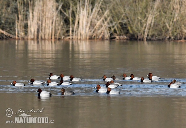 Pochard (Aythya ferina)