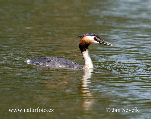 Podiceps cristatus