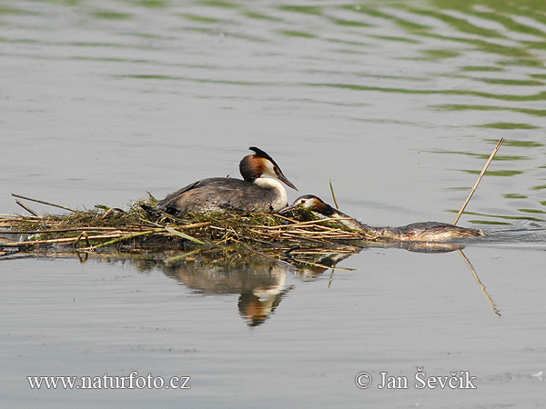 Podiceps cristatus