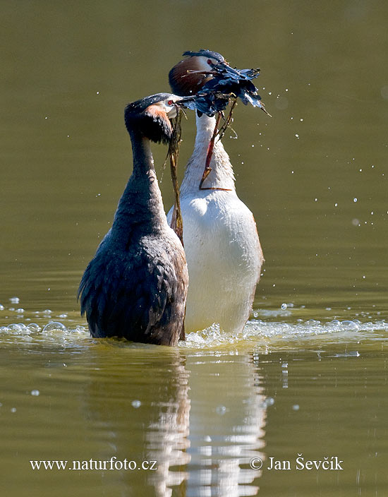 Podiceps cristatus