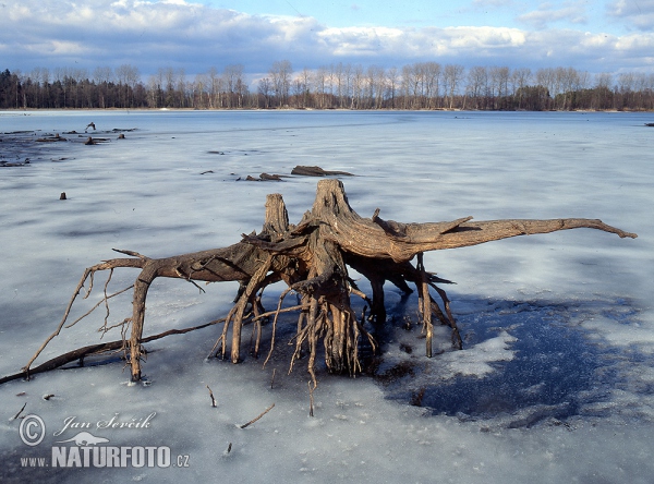 Podsedek fishpond (Tre)