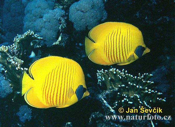 Poisson-papillon jaune