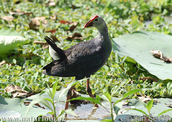 Pollo sultano comune