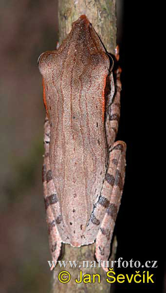 Polypedates longinasus