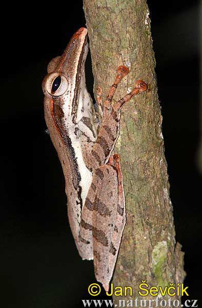 Polypedates longinasus