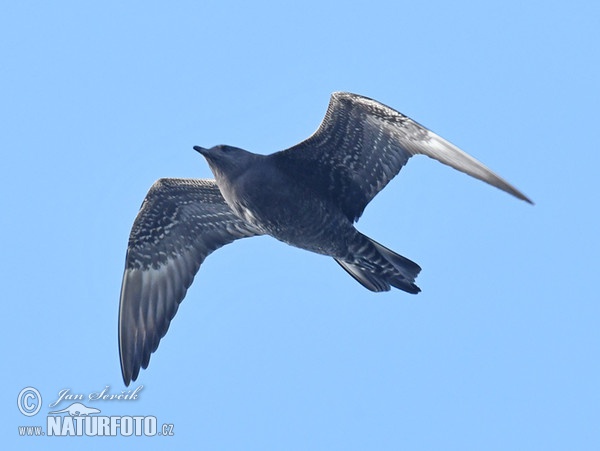 Pomarine Skua (Stercorarius pomarinus)