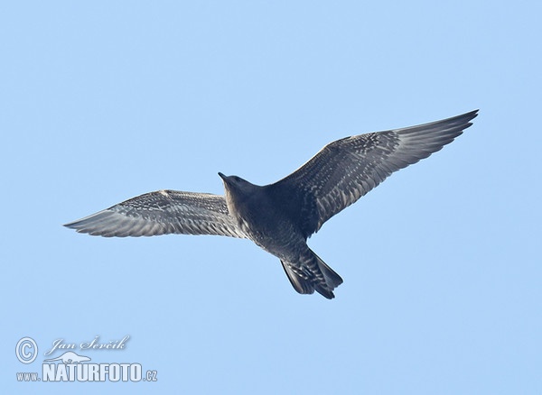 Pomarine Skua (Stercorarius pomarinus)