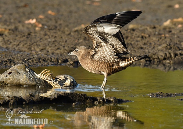 Pomarine Skua (Stercorarius pomarinus)