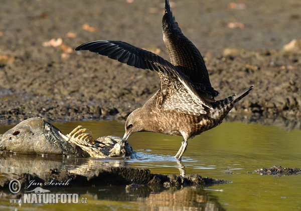 Pomarine Skua (Stercorarius pomarinus)