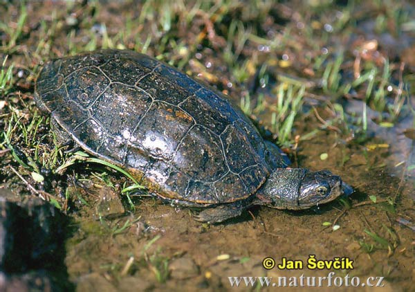 Pond Turtle (Mauremys leprosa)