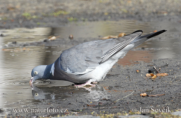 Porumbel gulerat