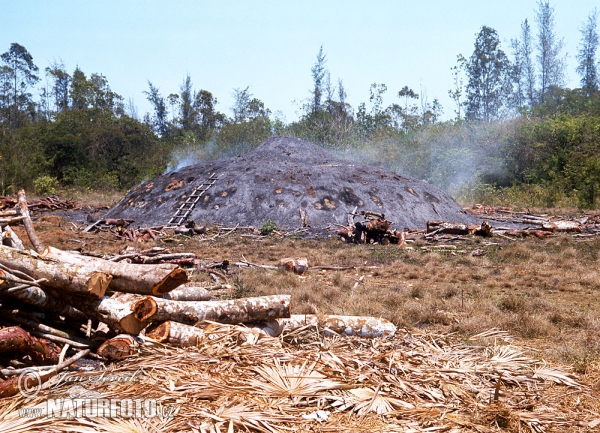 Production of Charcoal in Millirem (Millirem)