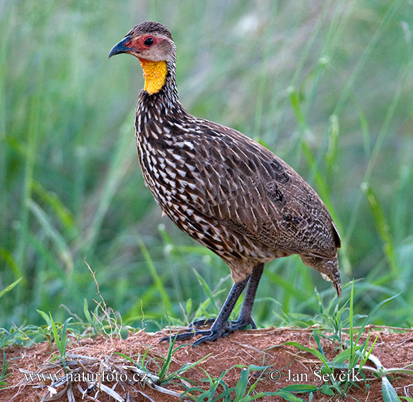 Pternistis leucoscepus