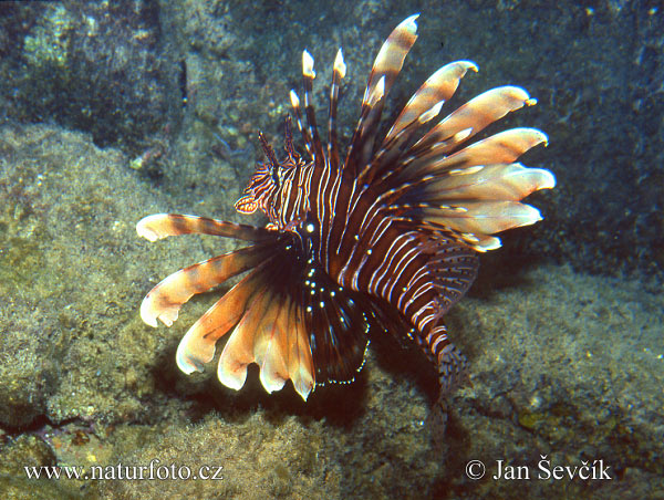 Pterois miles