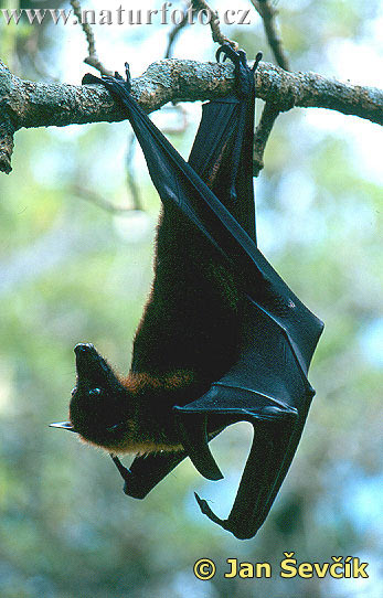 Pteropus vampyrus