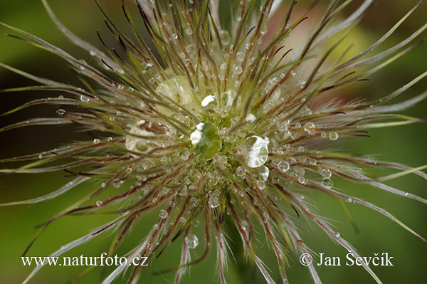 Pulsatilla sp.
