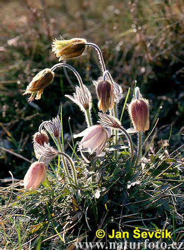 Pulsatilla vernalis