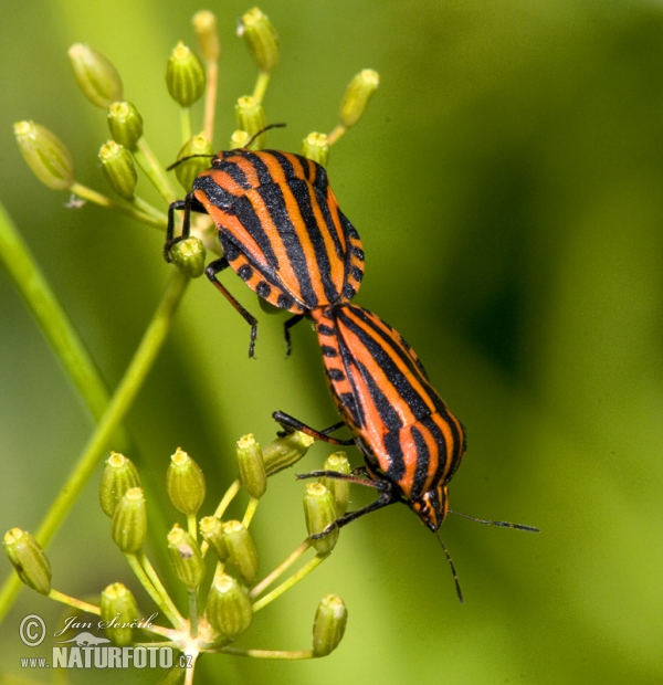 Punaise arlequin