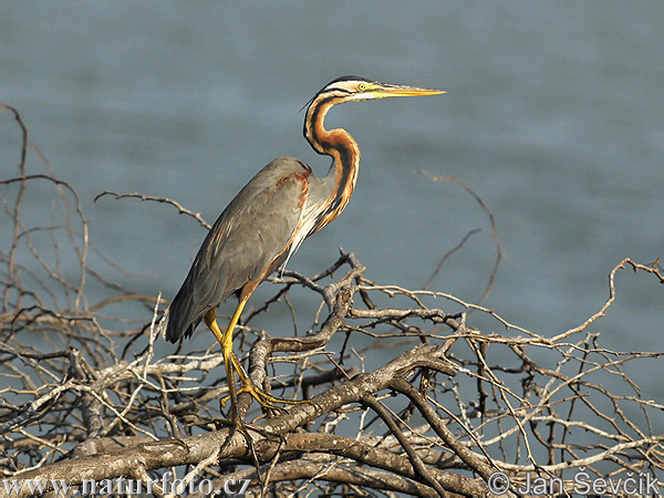 Purperreiger