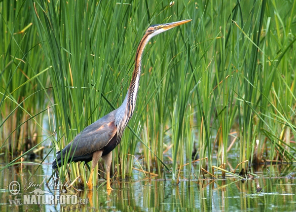 Purple Heron (Ardea purpurea)