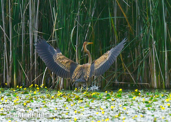 Purple Heron (Ardea purpurea)