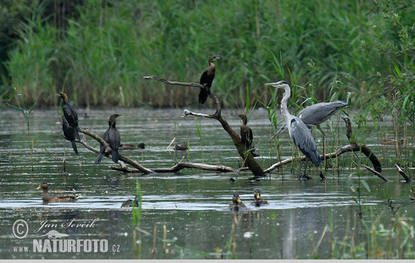 Pygmy Cormorant (Phalacrocorax pygmaeus)