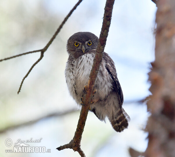 Pygmy Owl (Glaucidium passerinum)