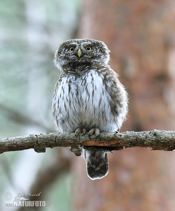 Pygmy Owl (Glaucidium passerinum)