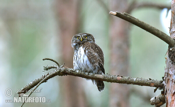 Pygmy Owl (Glaucidium passerinum)