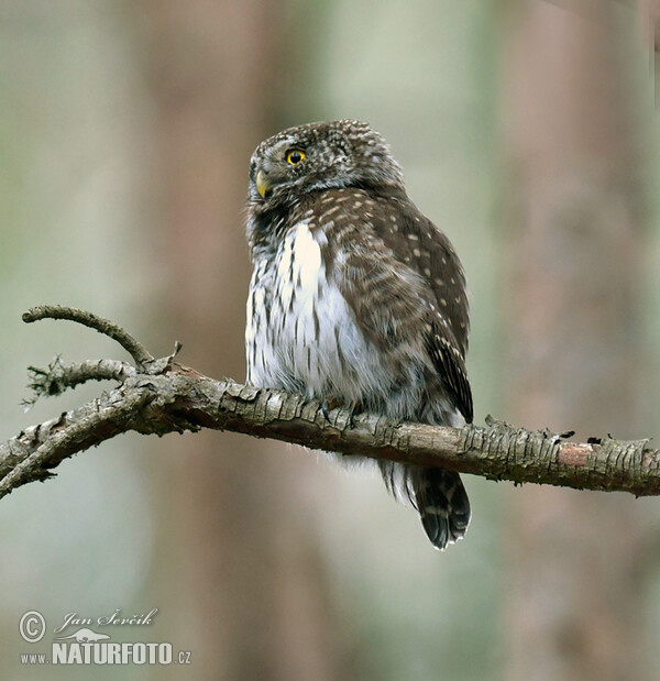 Pygmy Owl (Glaucidium passerinum)