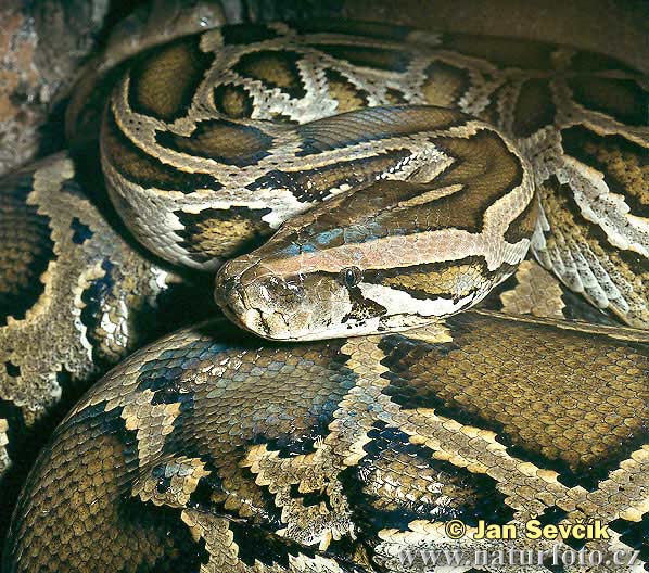 Python bivittatus