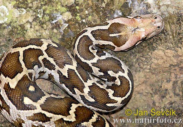 Python molurus