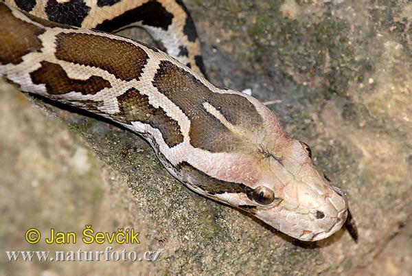 Python molurus