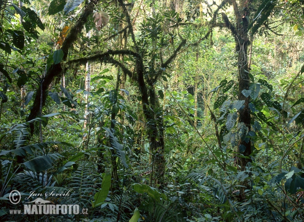 Rain forest, La Amistad (PA)