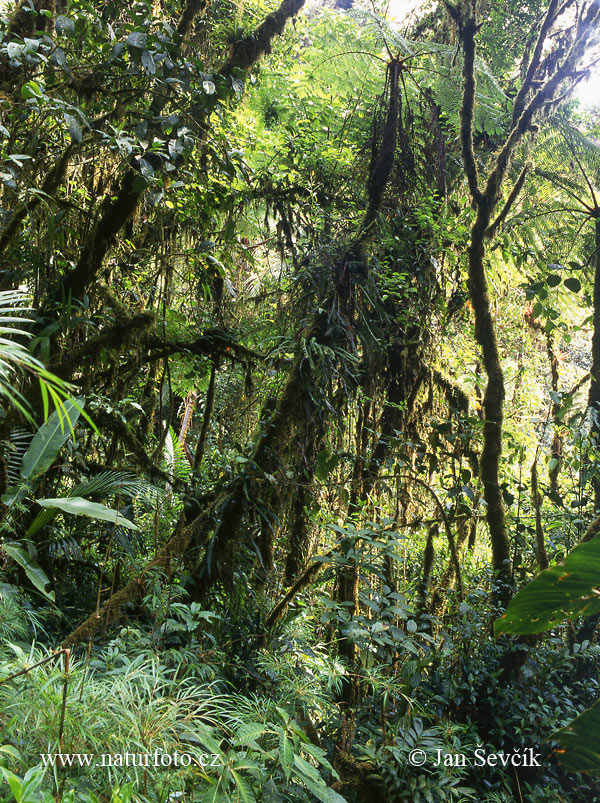 Rain forest, La Amistad (PA)