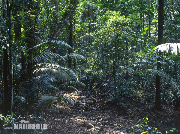 Rain forest, Soberania National park (PA)