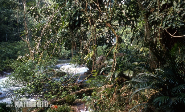Rain forest Misol-Ha (MEX)