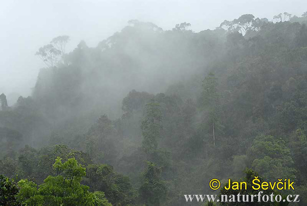 Rain forest Sinharaja (CL)
