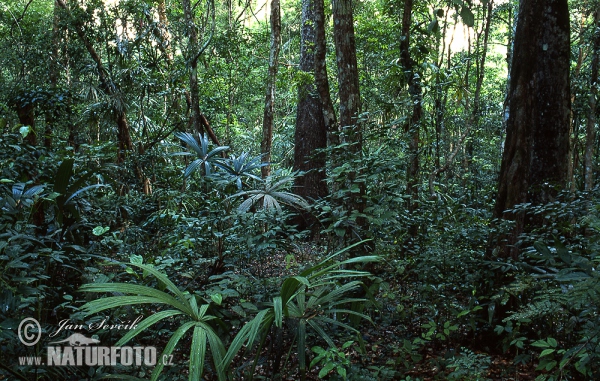 Rainforest Petén Tikal (GCA)