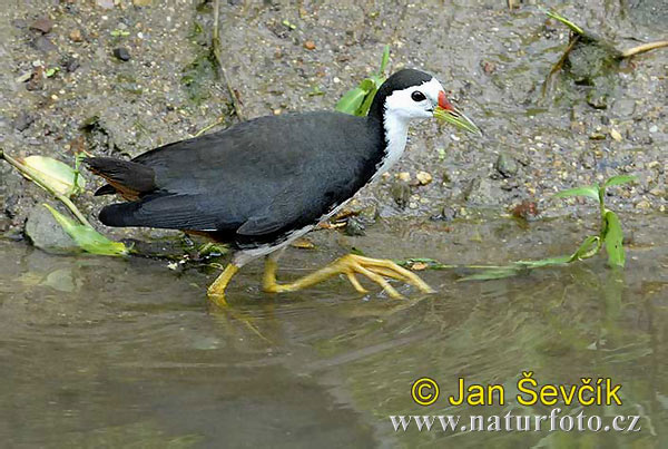 Rallo acquaiolo pettobianco