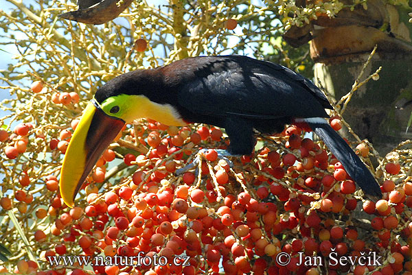 Ramphastos swainsonii