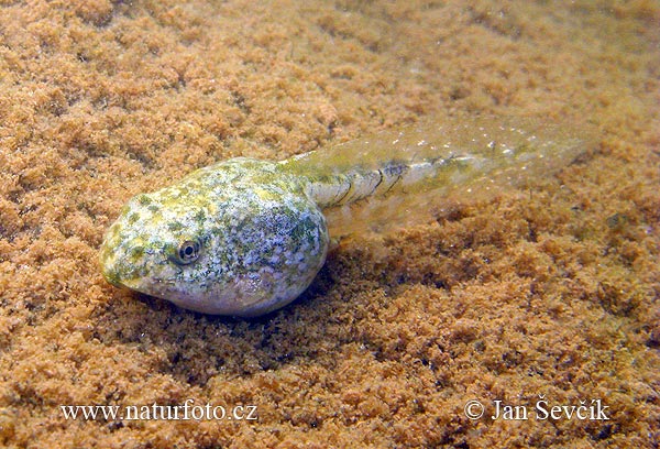 Rana esculenta