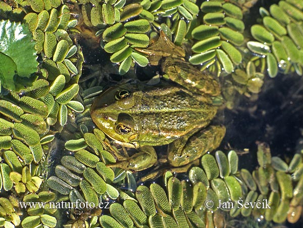 Rana europea común