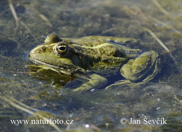 Rana ridibunda