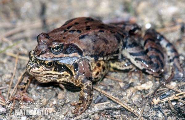 Rana rossa montana