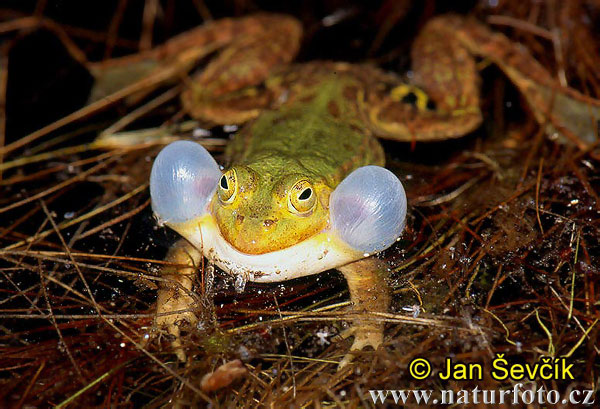 Rana verde centroeuropea